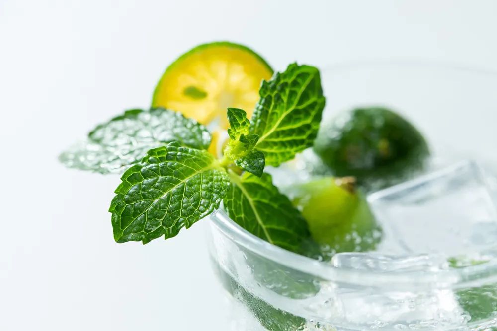 中药薄荷植物,薄荷具有药用价值的一种植物