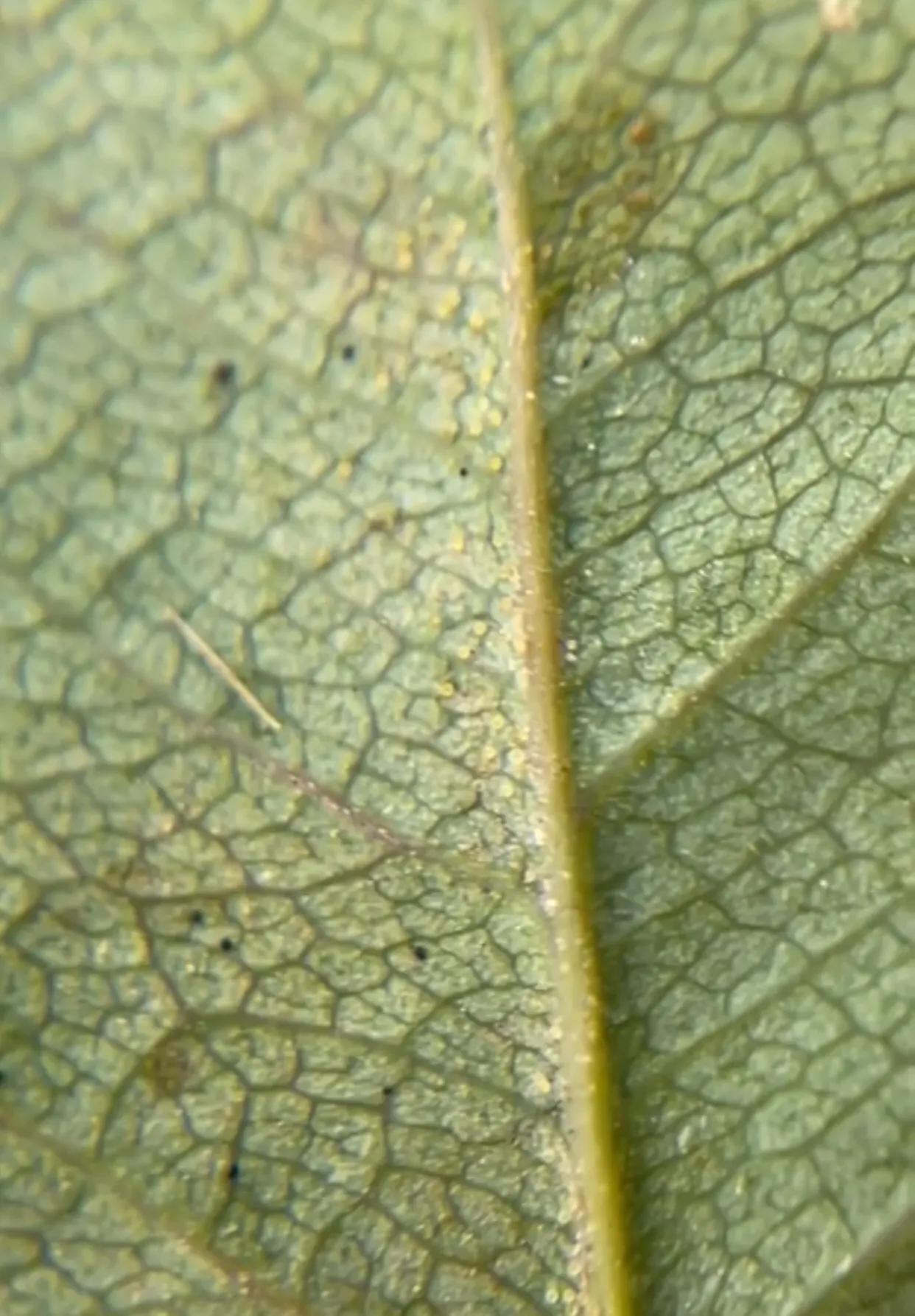 杀月季红蜘蛛的有效方法,洗洁精怎么治月季红蜘蛛