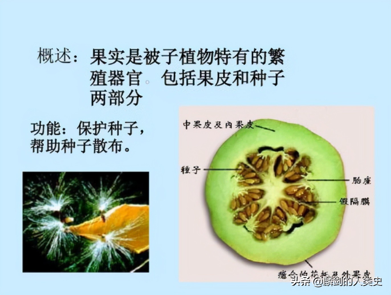 地球生物全系列植物篇,地球生物进化史植物