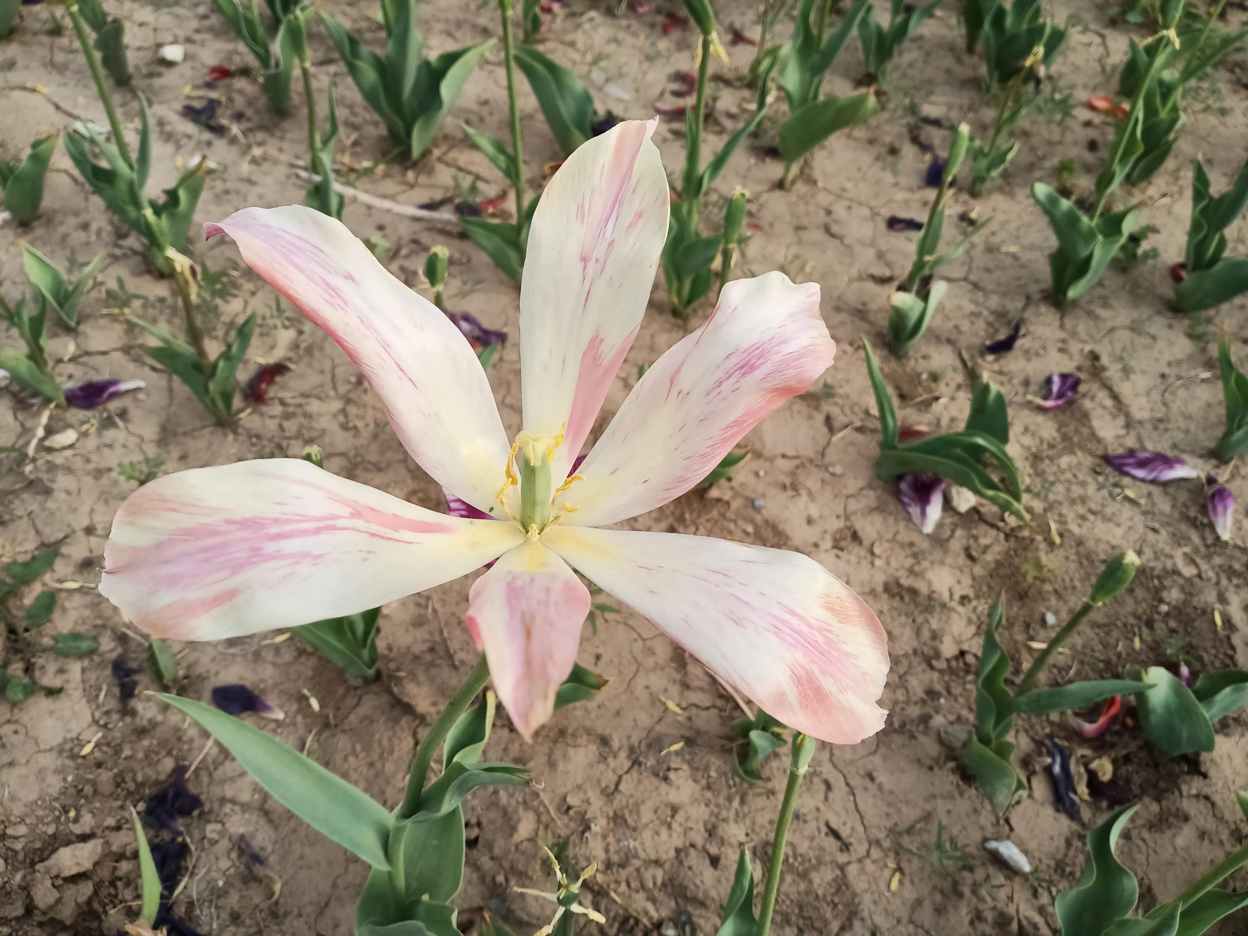 花园里的花种类,花种类大全百科全书