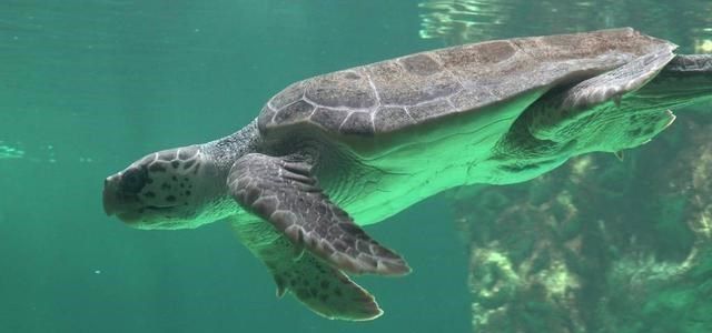 为什么海龟可以用屁股呼吸,海龟正确的呼吸方式