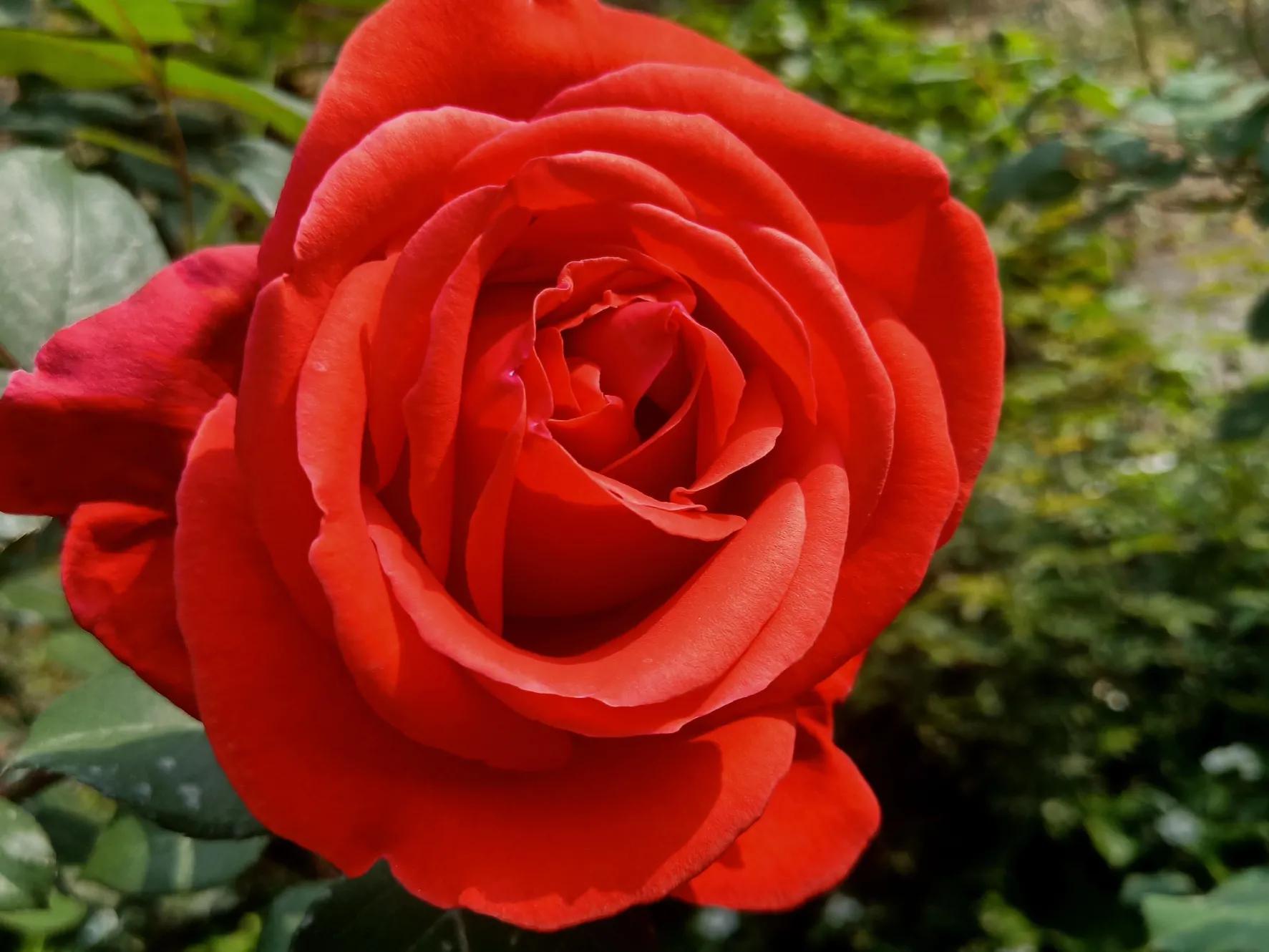 性是第一位的——女人会爱上多个男人合理吗因爱而性、因性而爱