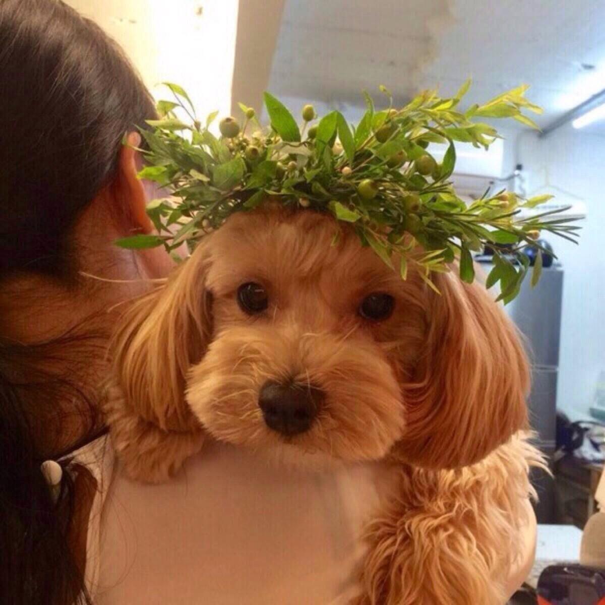 狗把我当主人会有哪些表现,狗狗把你当亲妈的行为