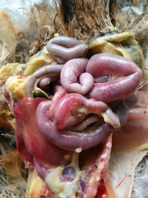 防治球虫的特效药,球虫怎么预防效果最好