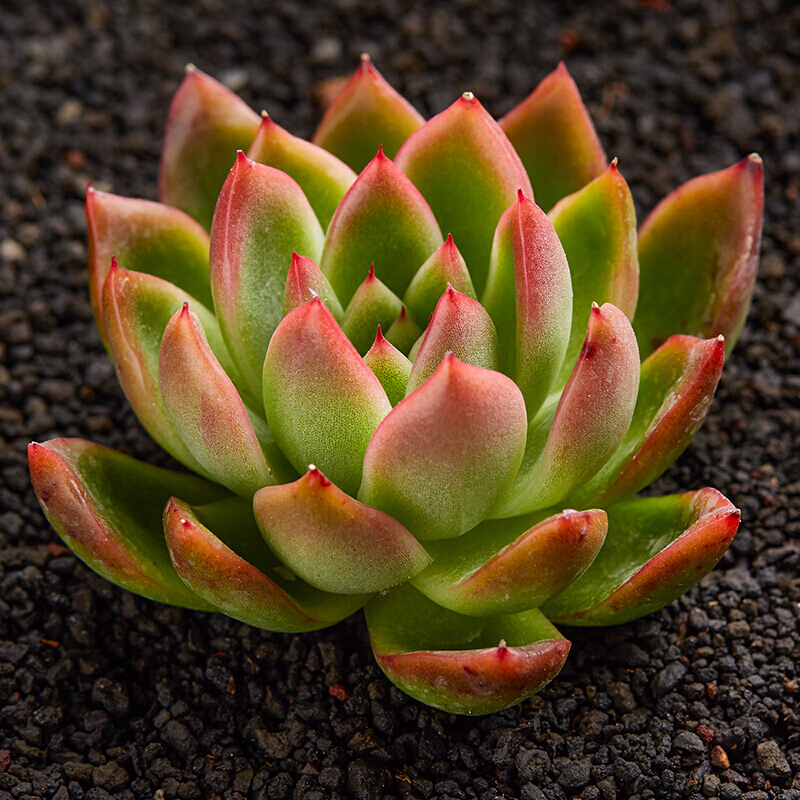 十二卷多肉的品种图鉴,100种多肉植物图片大全