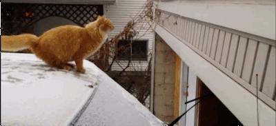 没养过猫的你知道猫咪的小秘密吗 (养猫人必须要知道的猫咪知识)