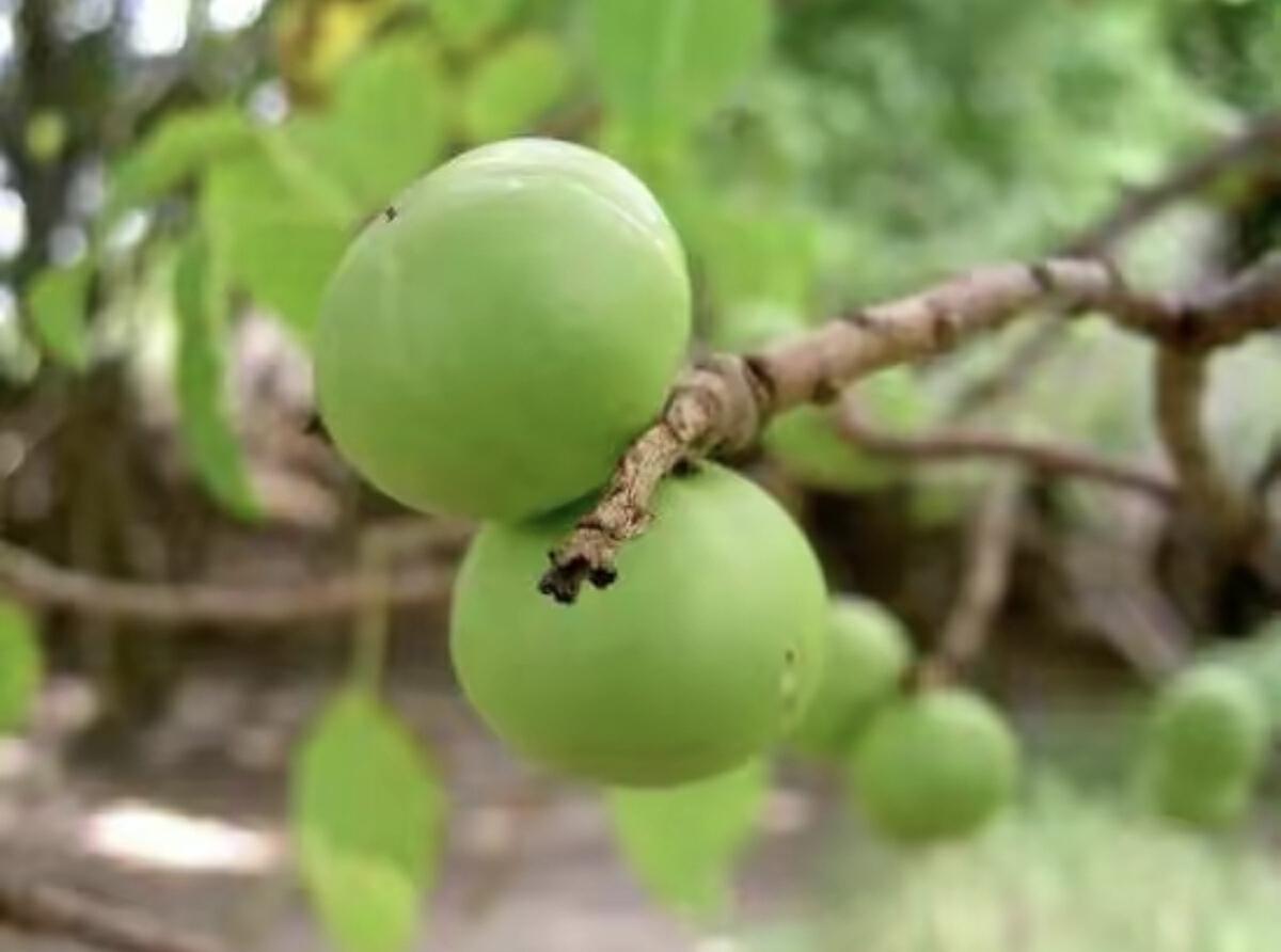 世界上最毒的植物毒番石榴,毒番石榴树能生存多久