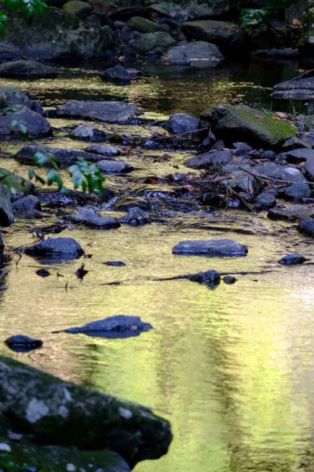 永泰青梅花开全部视频,永泰青梅丰收季节