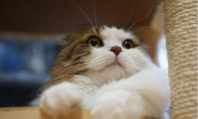 猫咪不吃猫粮怎么办只吃火腿,猫咪的猫粮和罐头应该怎么吃