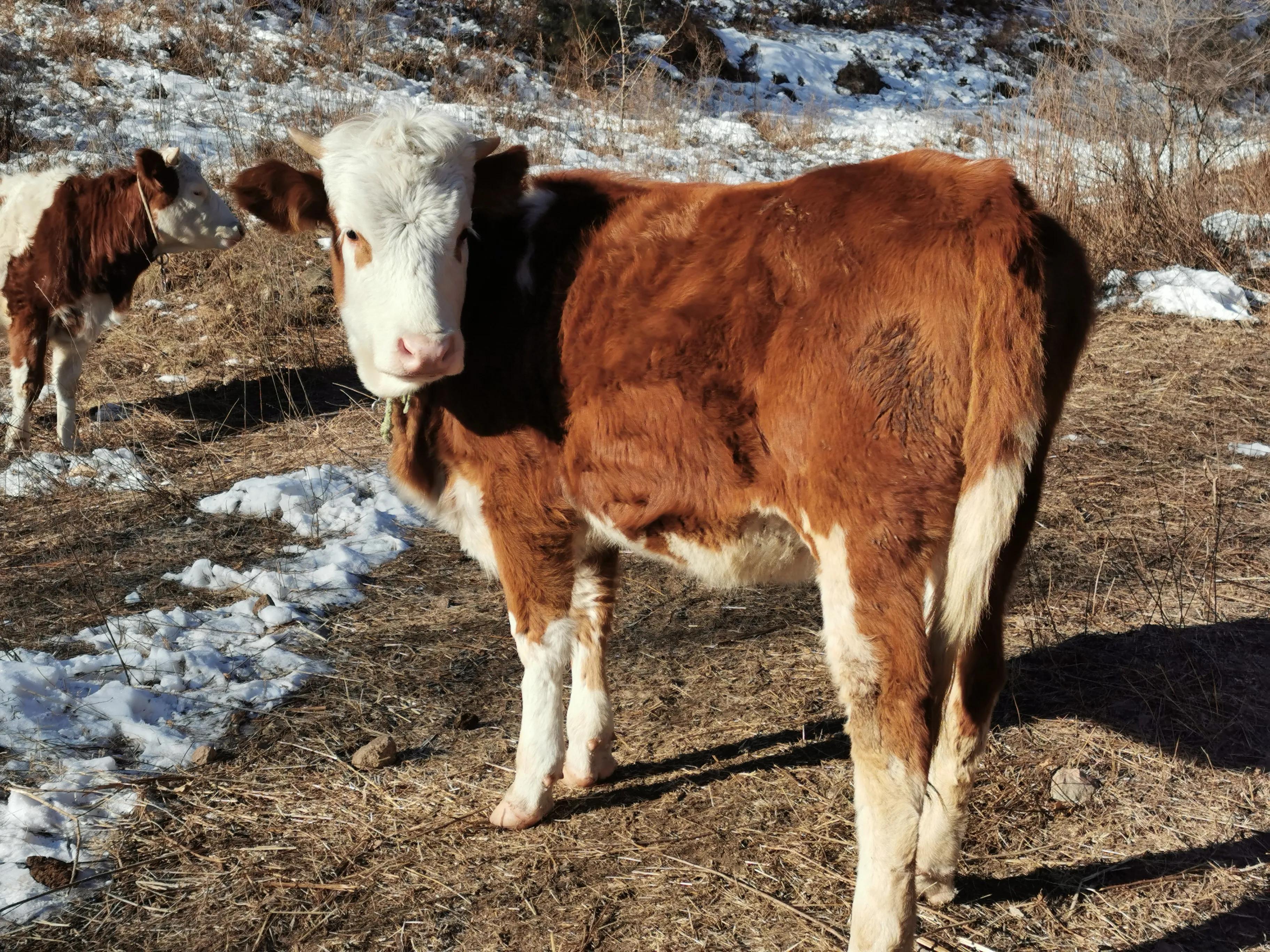 围场土话顺口溜,围场方言日常用语300句