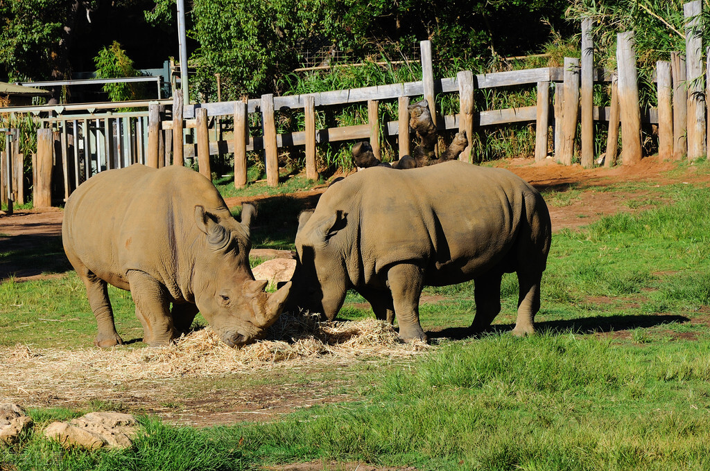 怎么评价非洲人？