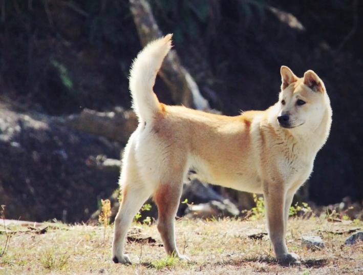 田园犬拉稀带血死掉,中华田园犬拉稀怎么办