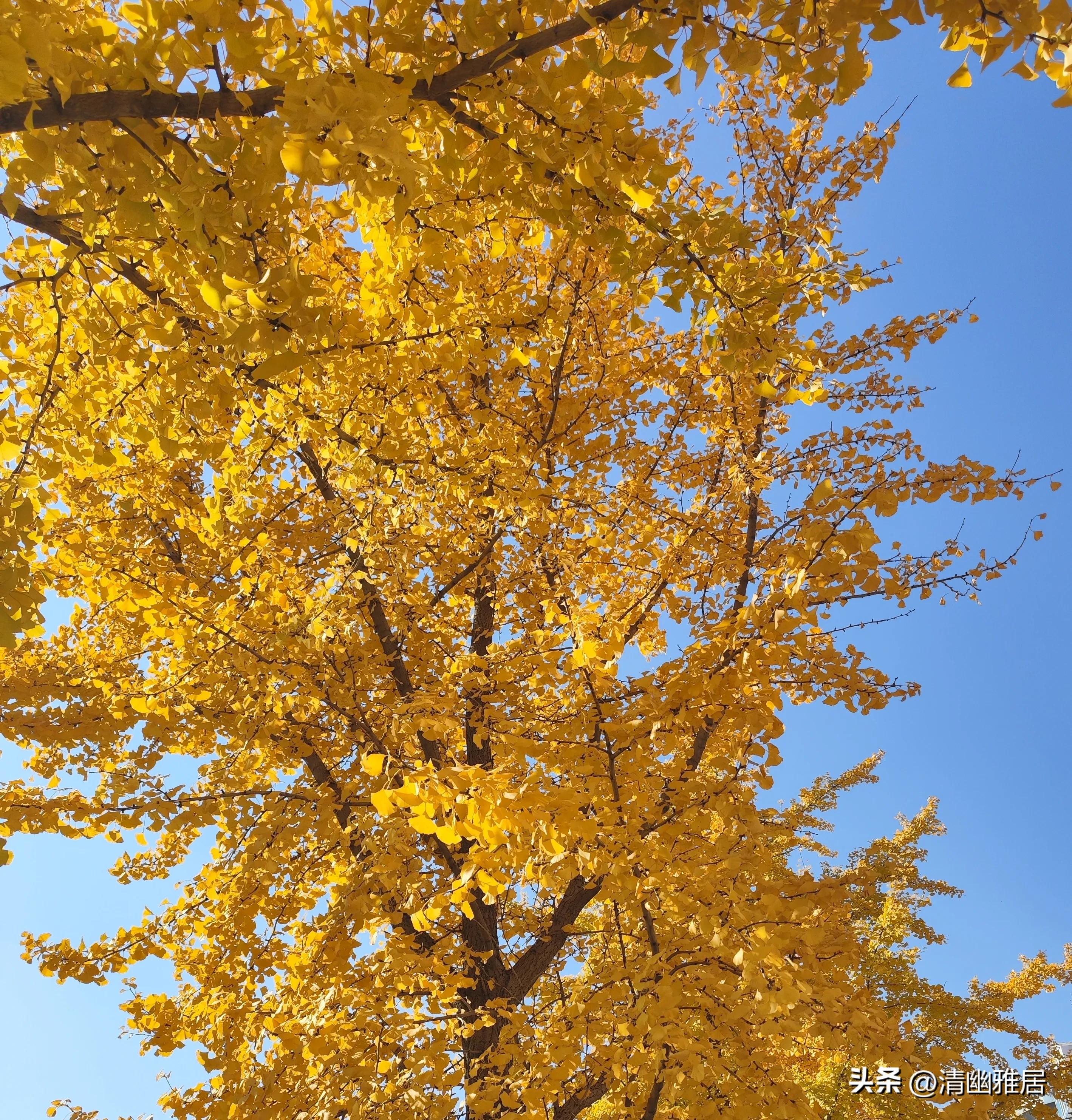 早安晨语经典,早安晨语带日期