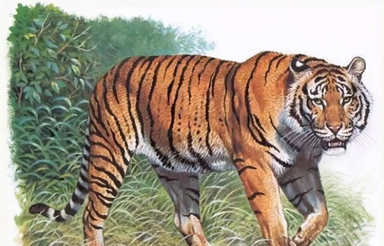 白色的东北虎为什么灭绝了,远东巨虎为什么灭绝的
