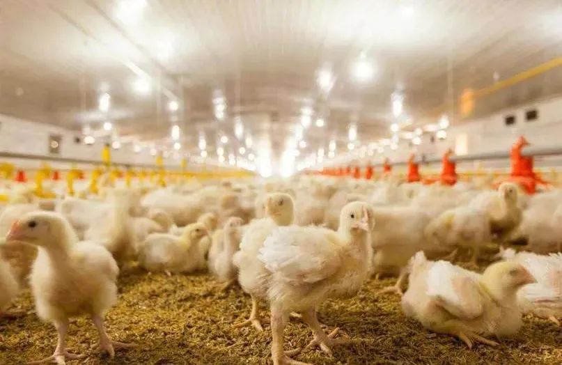 畜牧养殖空气源热泵,畜禽养殖空气源热泵