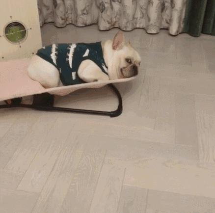 弃养率最高的8种狗,弃养率高的十种狗