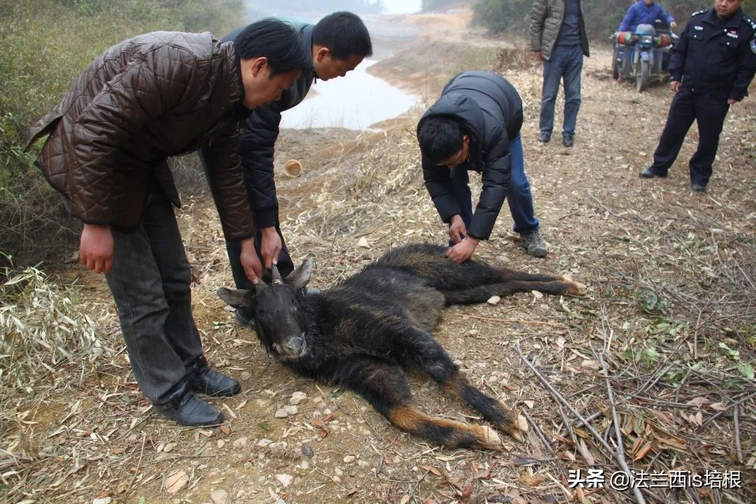 罕见的天马,罕见动物神兽