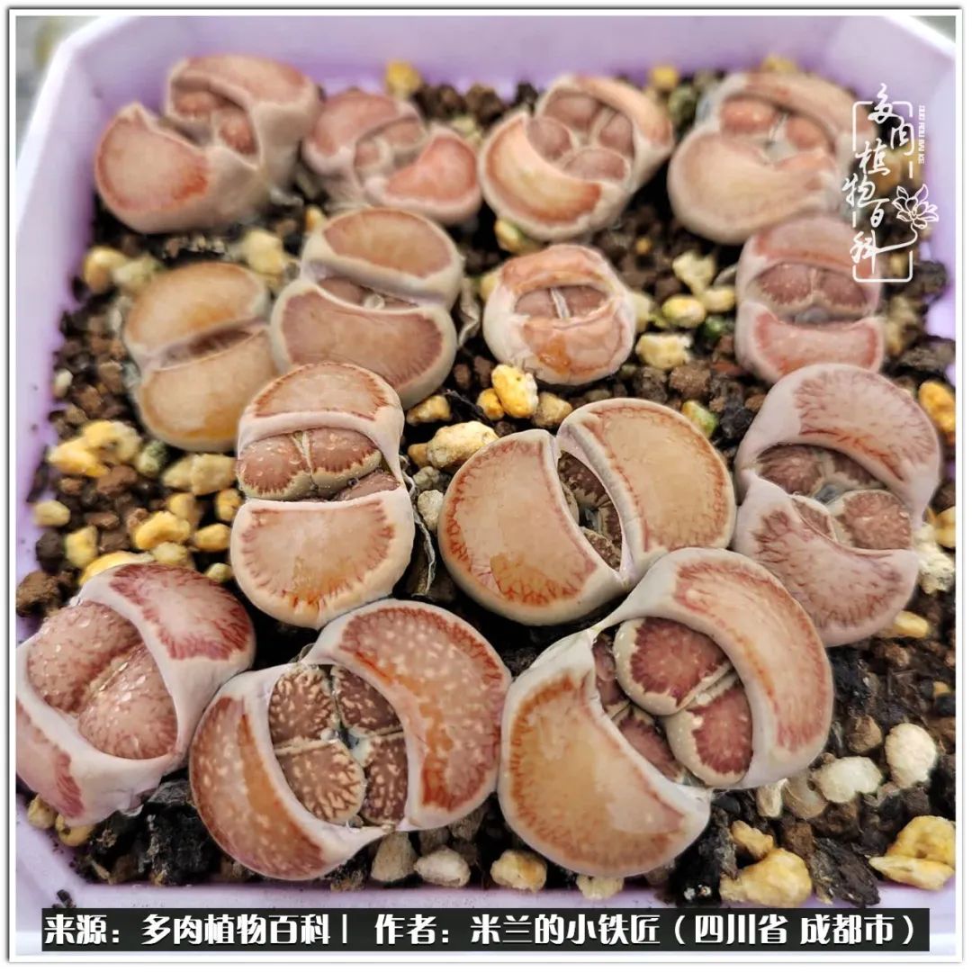 生石花好养吗怎么养护的,生石花的养殖方法和注意事项