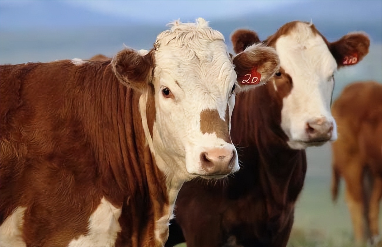 肉牛养殖技术西门塔尔牛养殖视频,生牛养殖和肉牛养殖的区别