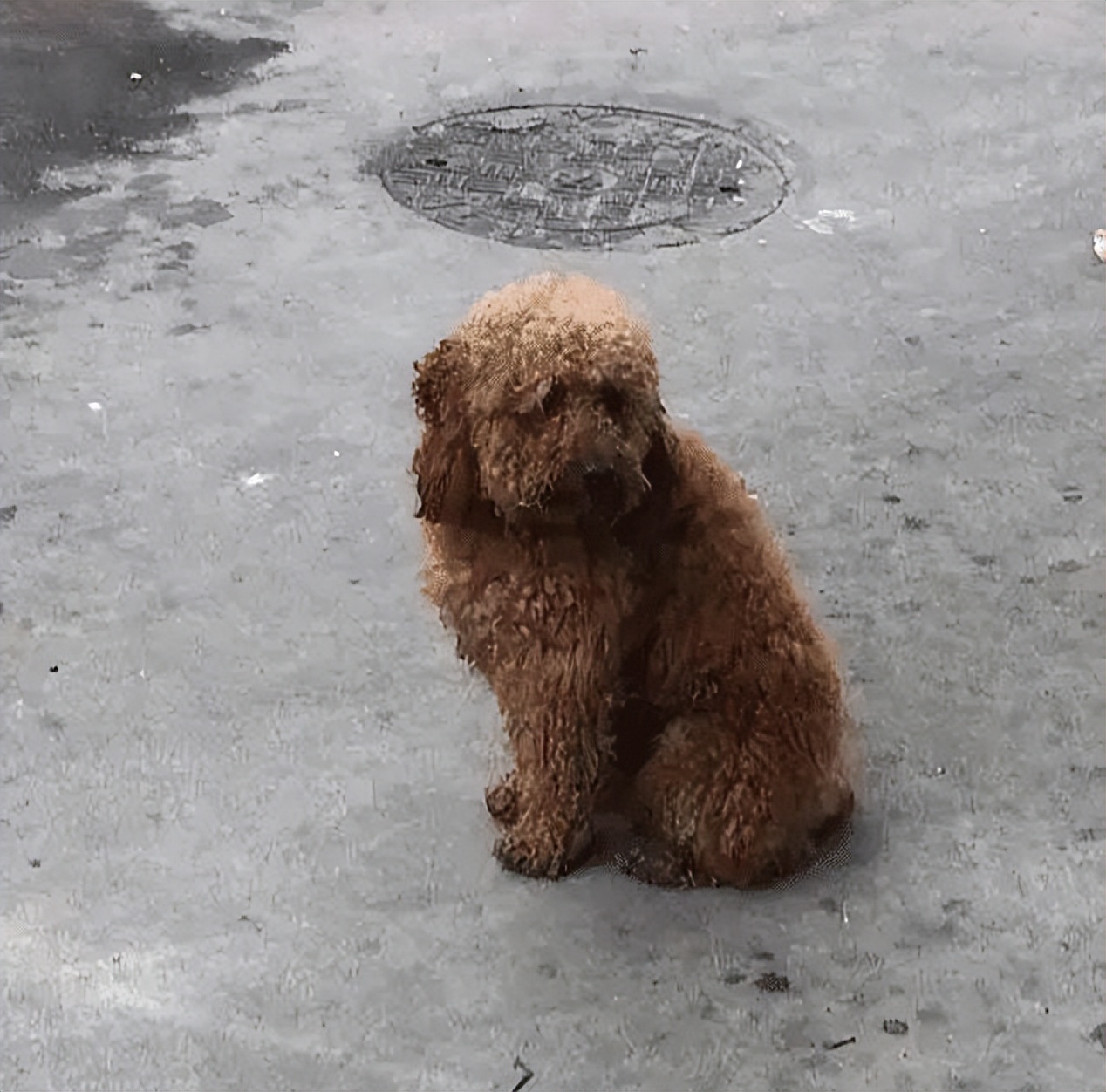 打了泰迪恨主人的表现,泰迪有什么坏心思视频