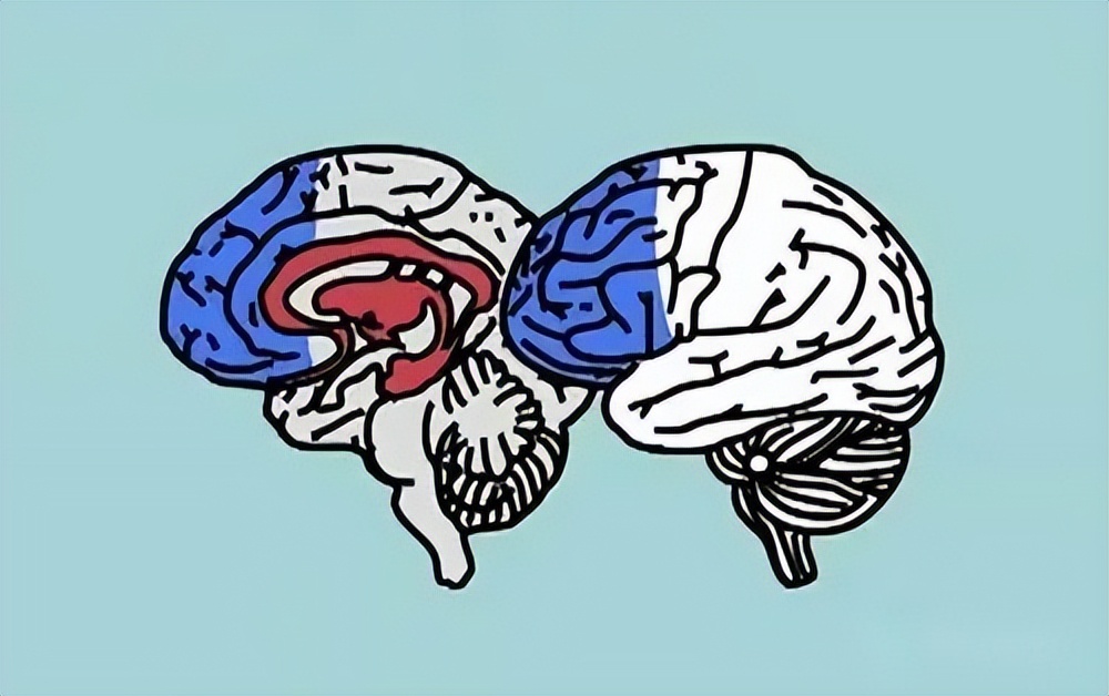 人有三个大脑是什么样的,三个大脑理论