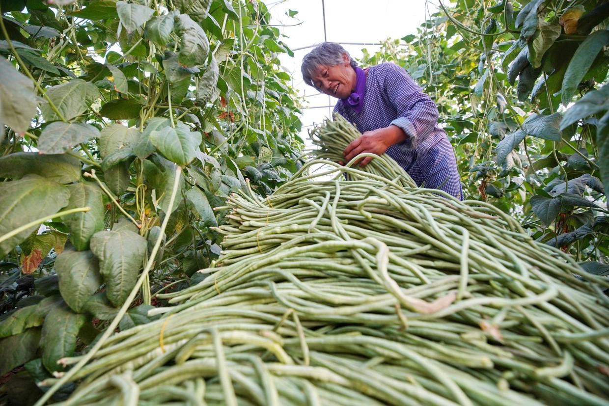 种豆角学会这几招豆角高产很容易,种豆角的技巧用什么肥