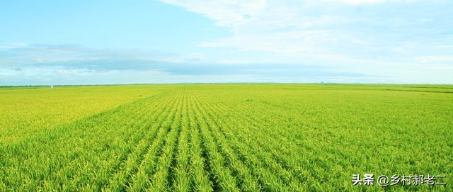 土地流转给承包大户有国家补贴吗,土地承包大户有补贴吗