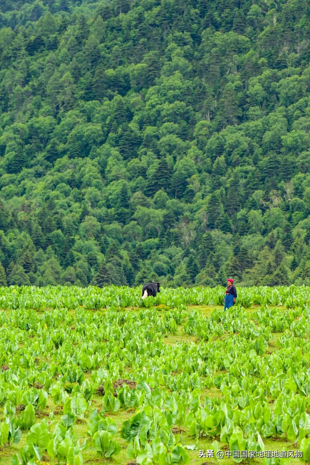 我国哪里盛产火龙果,全国最大的火龙果基地是哪里