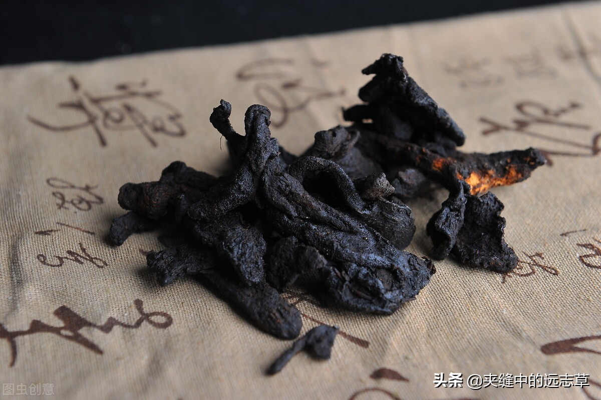 阴虚耳鸣吃啥中草药,阴阳双补治耳鸣的最佳中药