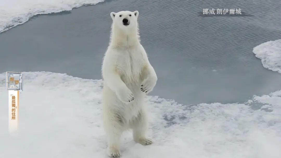 孤岛探秘试玩,孤岛探秘小说