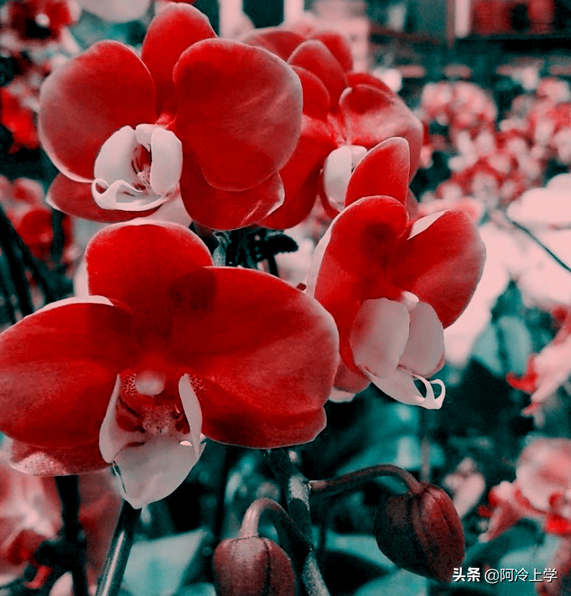 《晚饭花》说说王玉英的家境，自己现在在家的地位是怎样的？