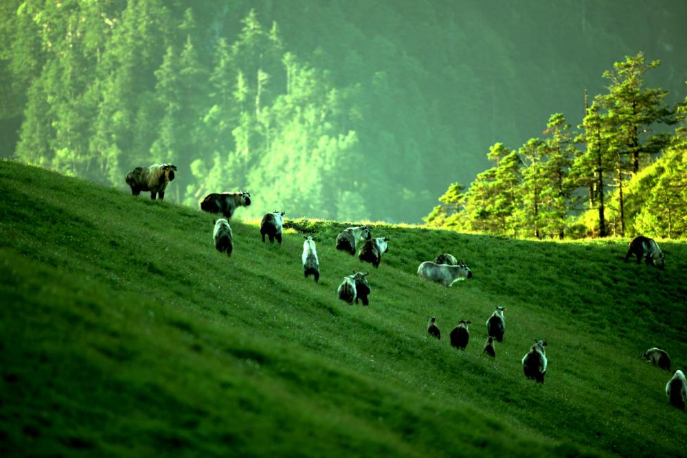 广元旅游攻略夏季景点,广元五一最热十大景区出炉
