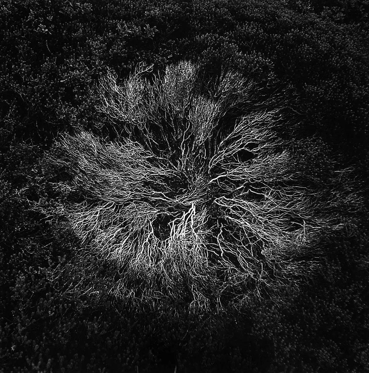 哈里卡拉汉摄影作品,哈里卡拉汉摄影