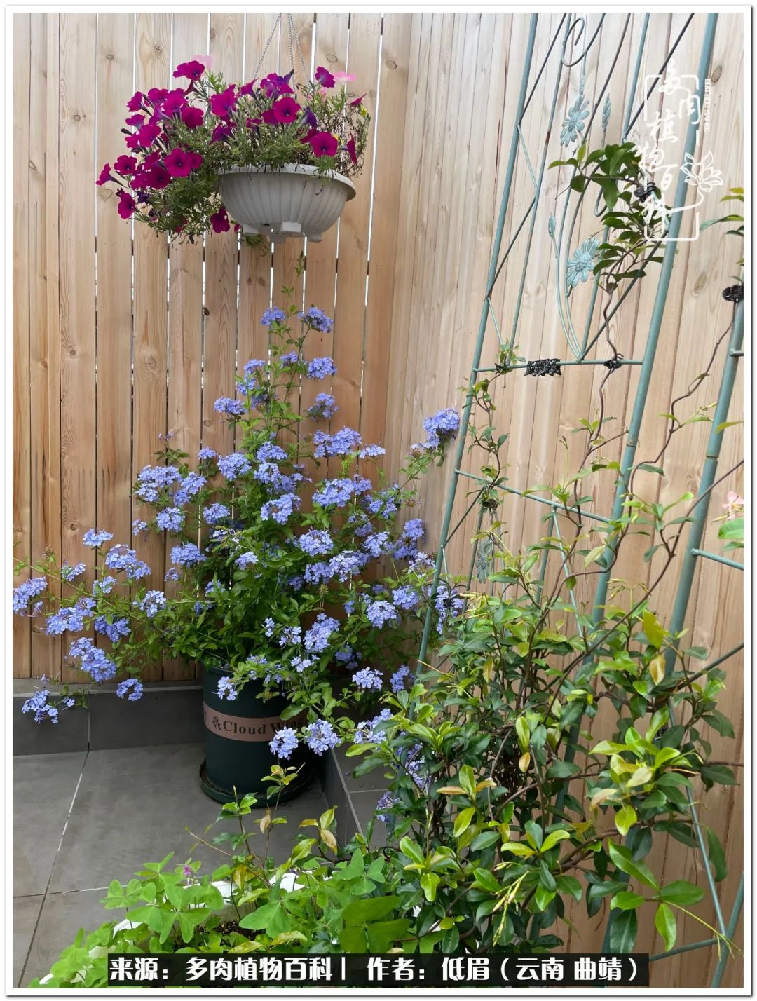 养了8年的多肉,养了七年多肉