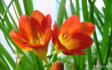 五颜六色的花朵养眼舒心,灵动秀美的花朵图片