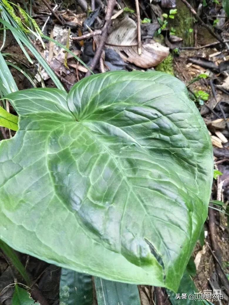 七叶一枝花齐名的草药有哪些,什么中草药可代替七叶一枝花