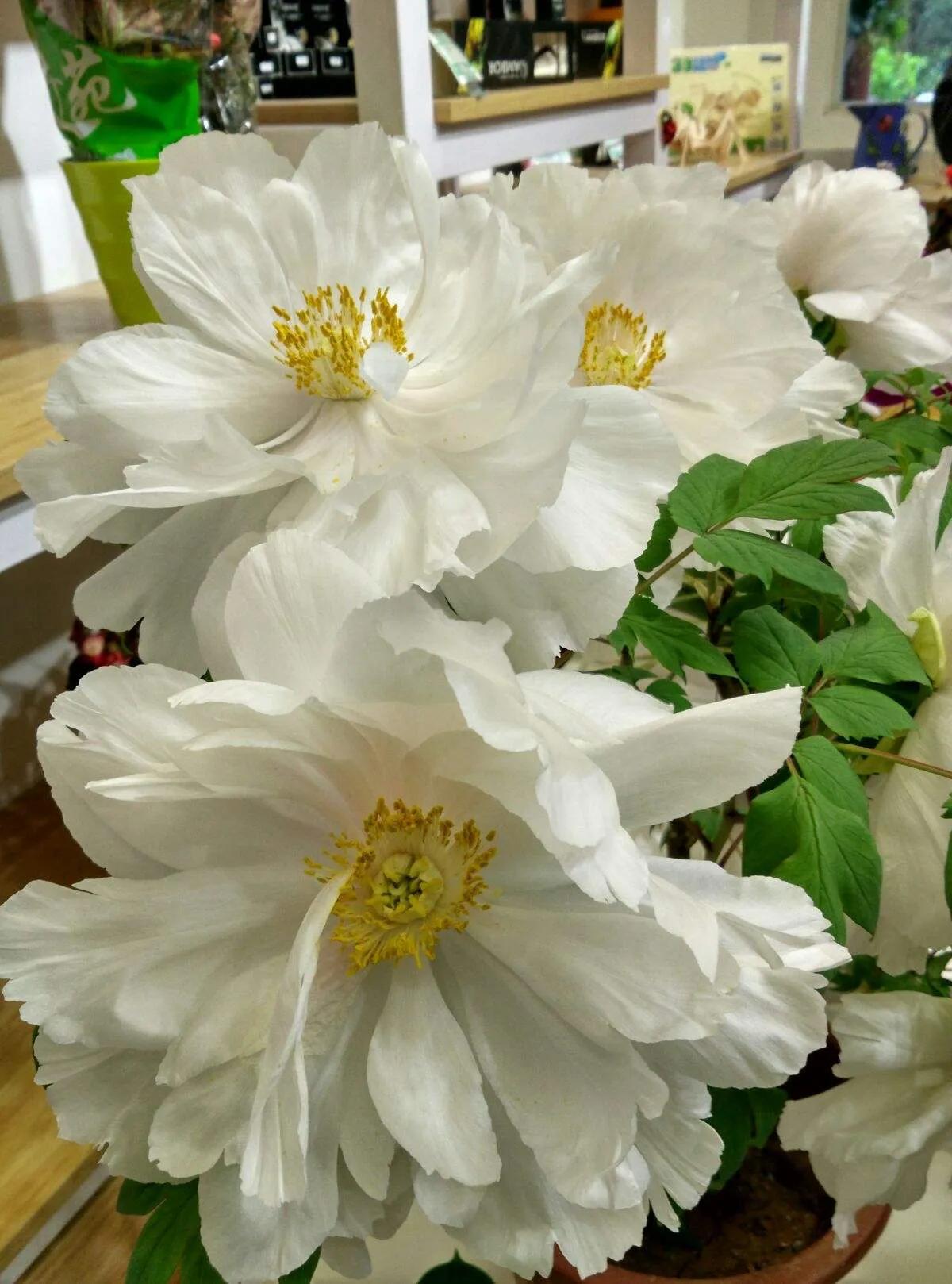 银丝贯顶牡丹只有一棵吗,珍贵牡丹花银丝贯顶