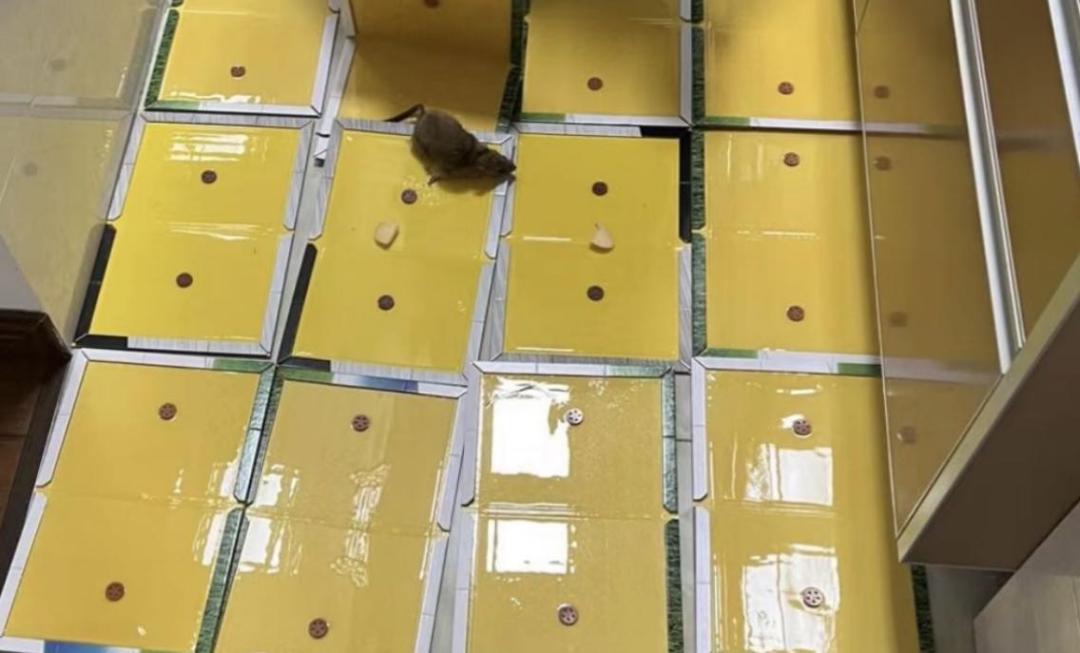 粘鼠板的诱鼠剂成分,粘鼠板的诱鼠剂怎么用