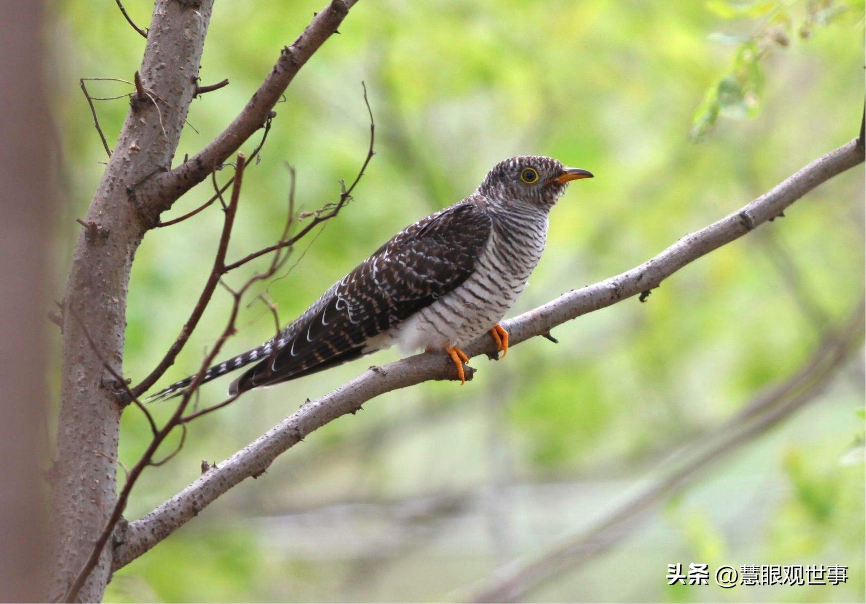 中高考必考古诗词,中高考必背古诗词朗诵