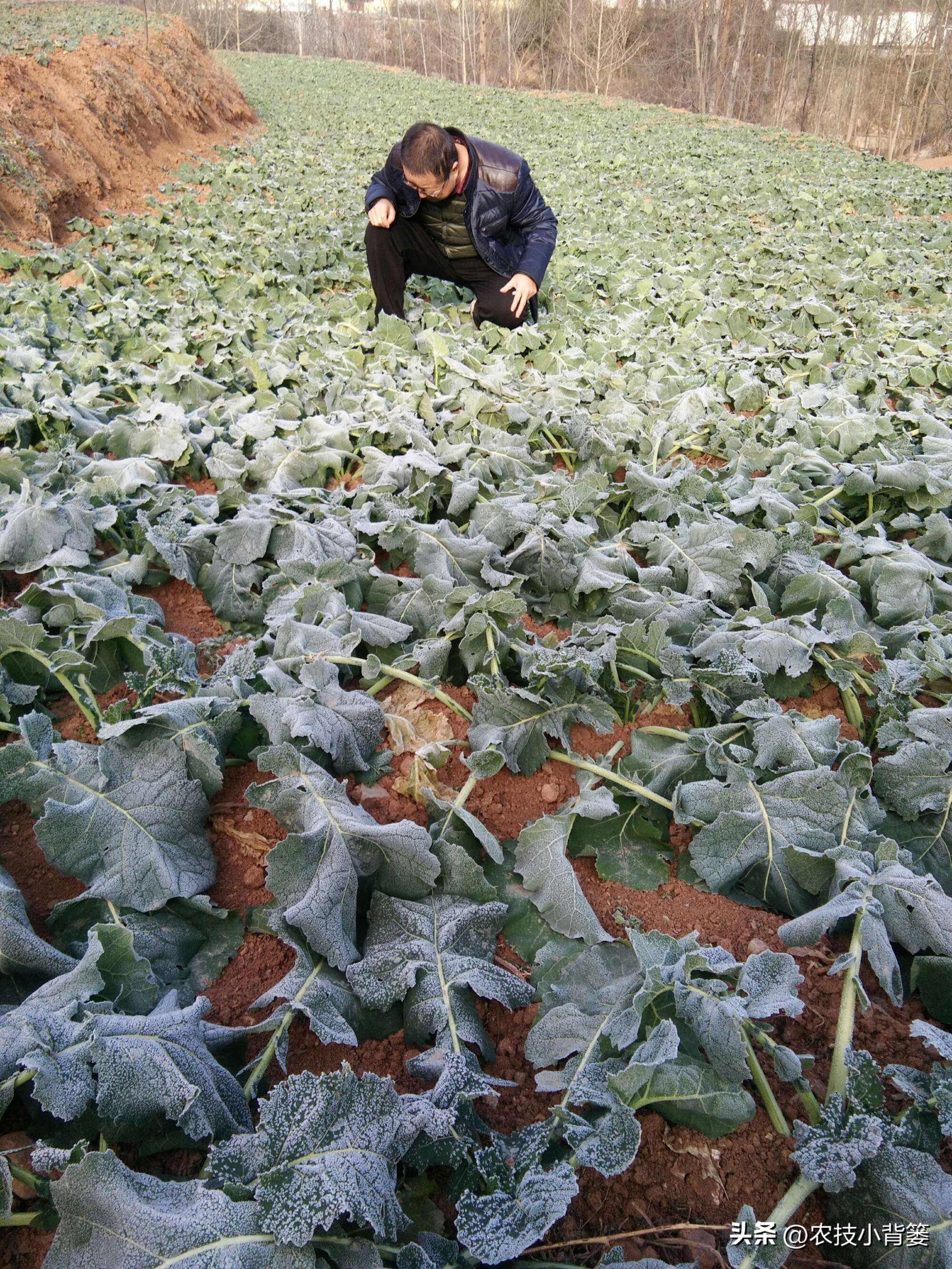 预防作物冻害最好的防冻剂,植物冻害了还能用防冻剂吗