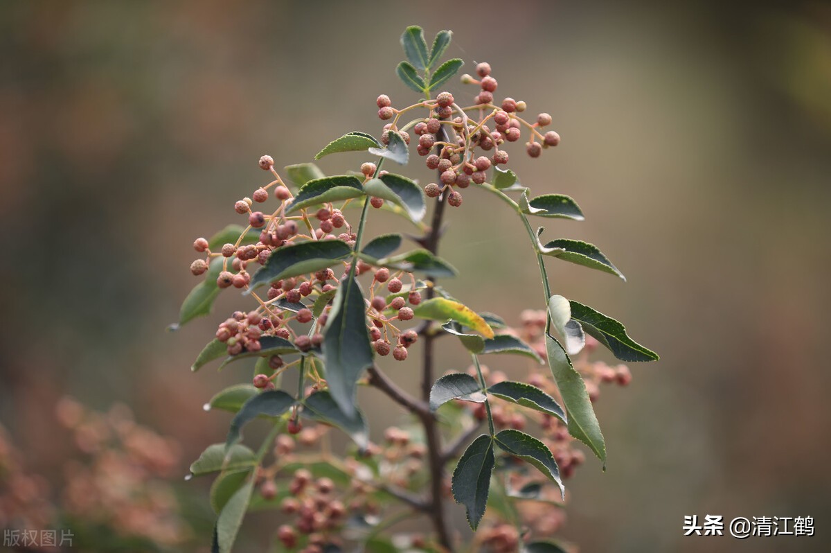 花椒树的种子有哪几种种植方法,花椒树种子直接种入土中种植方法