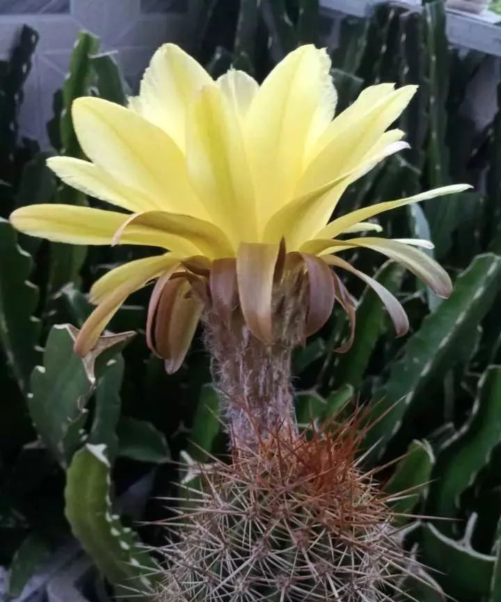 200种·仙人球开花图鉴，大开眼界，美到爆