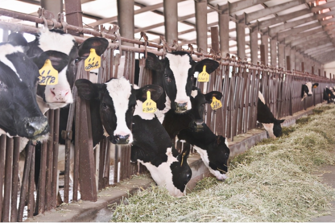 卫岗乳业发展前景,卫岗乳业有自己的牧场吗