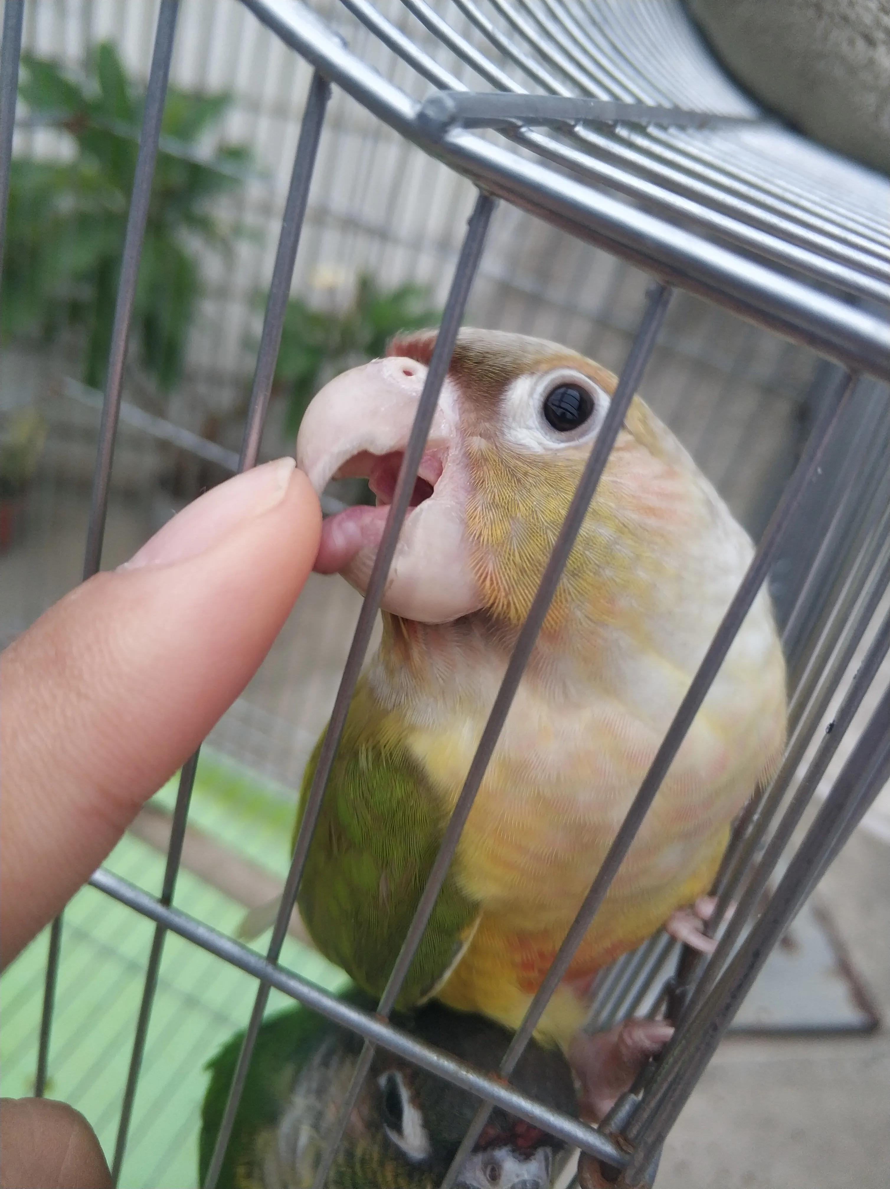 鹦鹉太粘人是什么感觉,怎么养鹦鹉很粘人