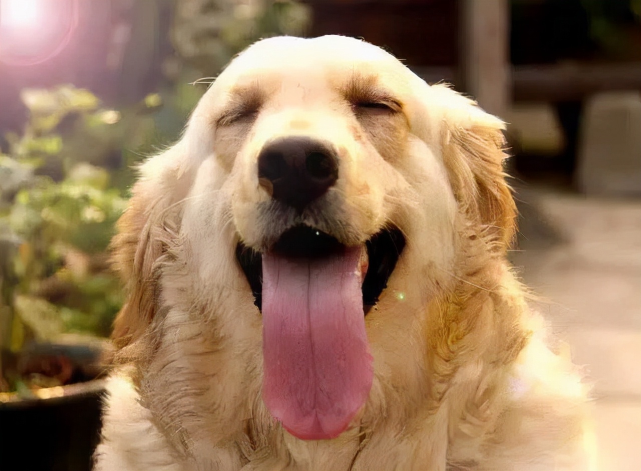 什么土狗看家又护主最好,最适合穷人养看家护院的5种狗