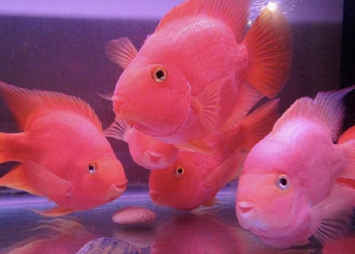 常见的观赏鱼有哪些？大概多少钱？