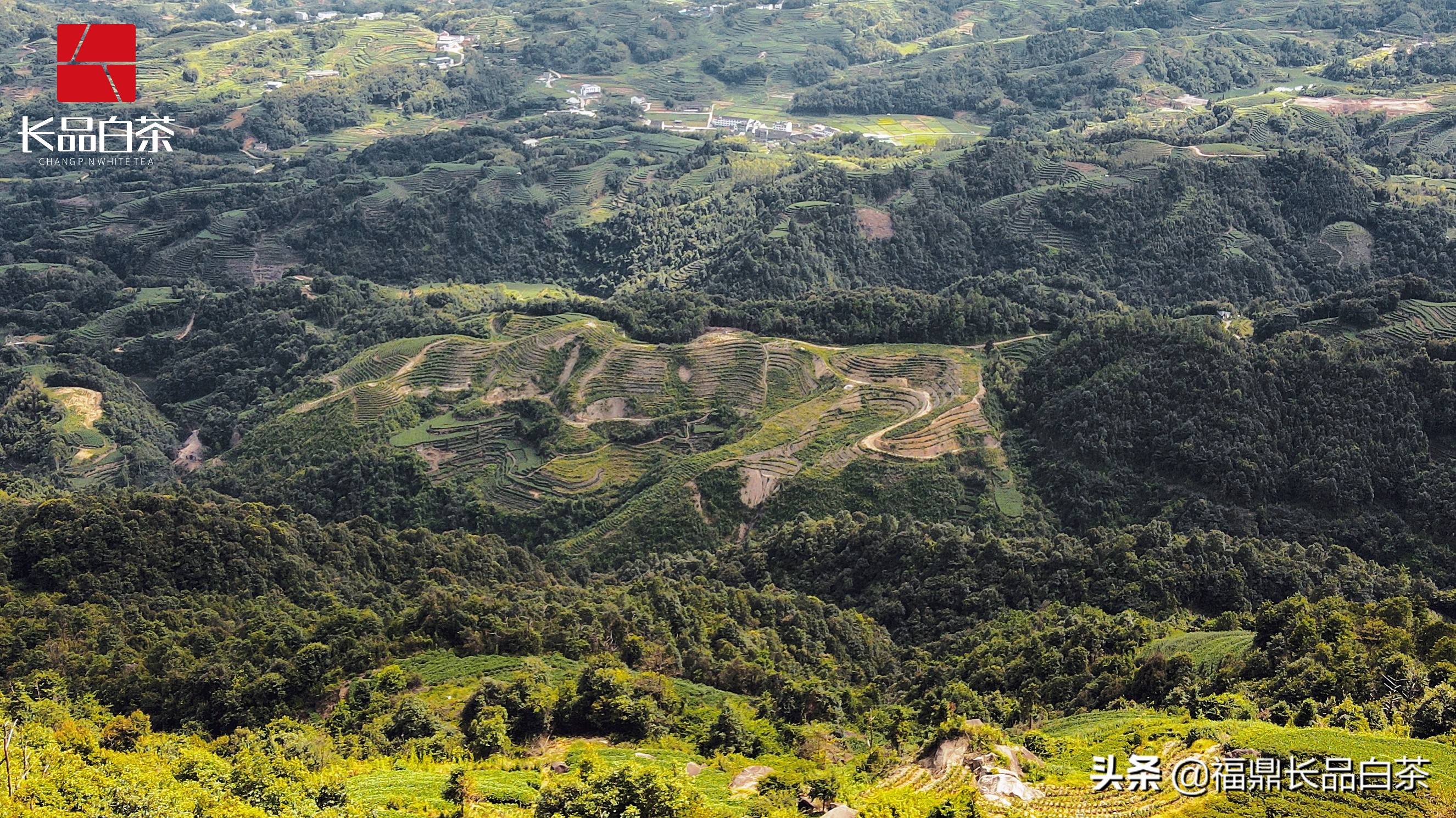 春茶正浓当酣饮,春茶尝鲜正当时
