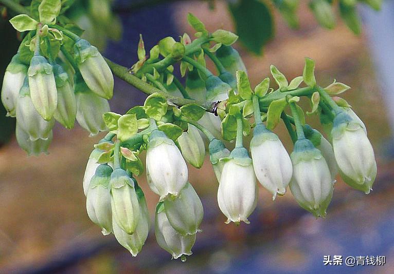 兔眼蓝莓和薄雾蓝莓能一起授粉么,兔眼绿宝石蓝莓陕西渭南能种植吗