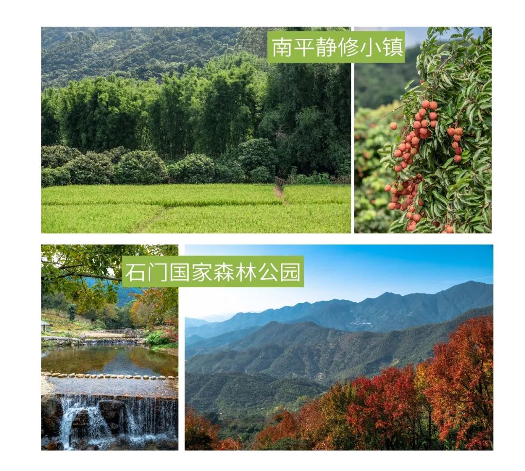 从化荔枝旅游节活动策划,关于广州增城荔枝节