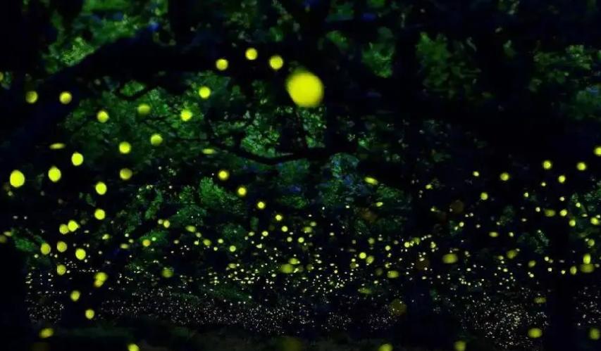 萤火虫夏夜唯美诗句,最美的夜景古诗词